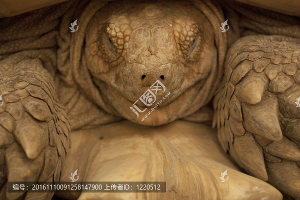 蘇卡達(dá)陸龜