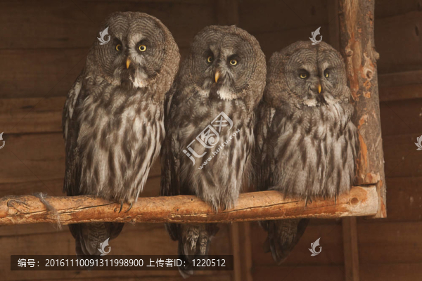 烏林鸮
