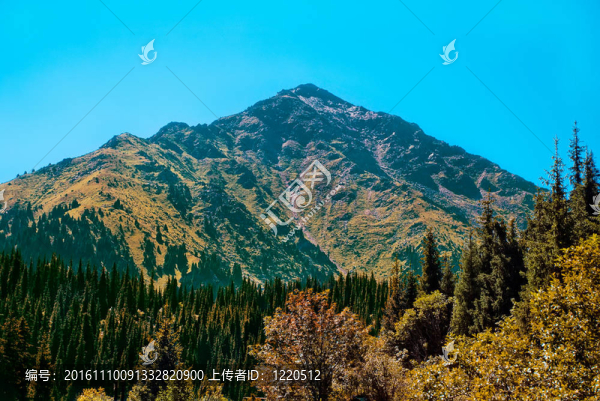 山地針葉林