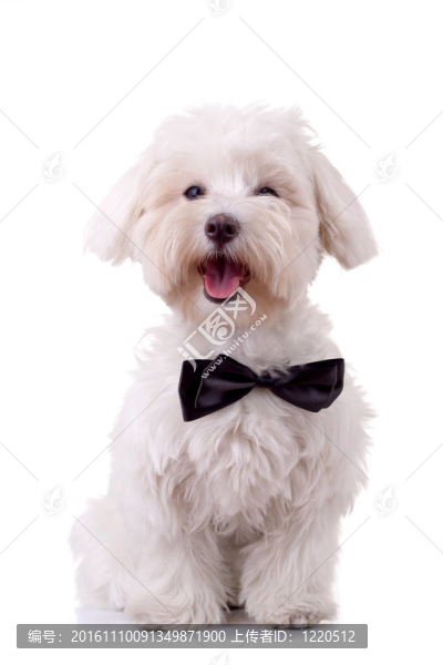 比熊犬看起來很帥