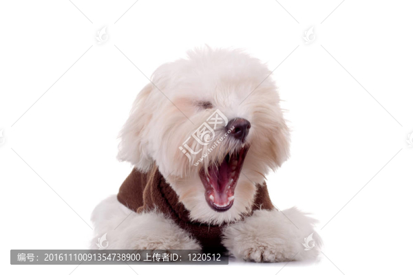 打哈欠-馬爾濟斯犬的小狗