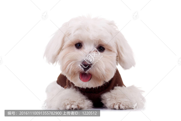 比熊幼犬衣服