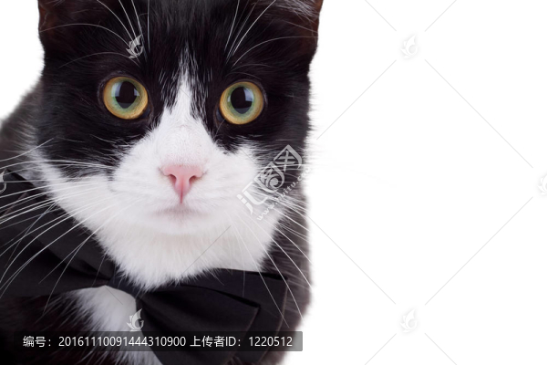 黑白貓