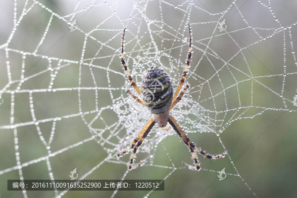蜘蛛（argiopae）