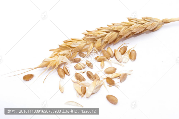 小麥穗