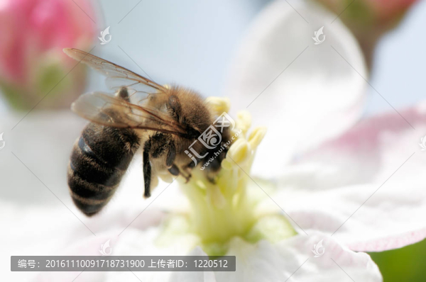 蜜蜂