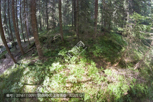 Dolomites,Woods；意大利