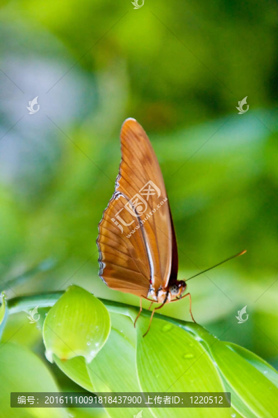 Brown,Moth在明亮的綠色樹葉上