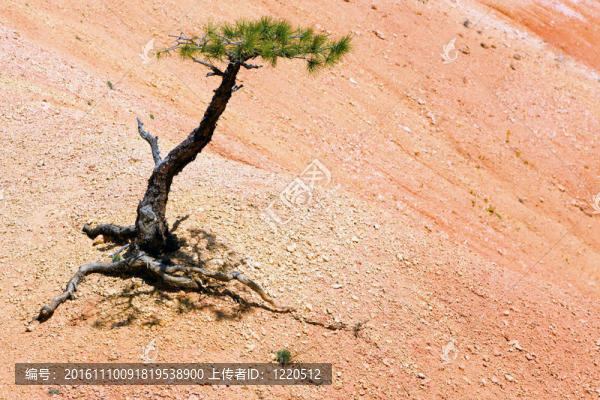 在布賴斯峽谷孤獨(dú)的樹