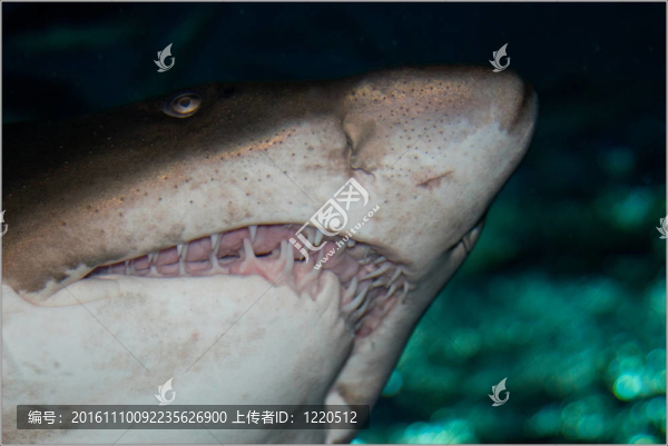 鯊魚