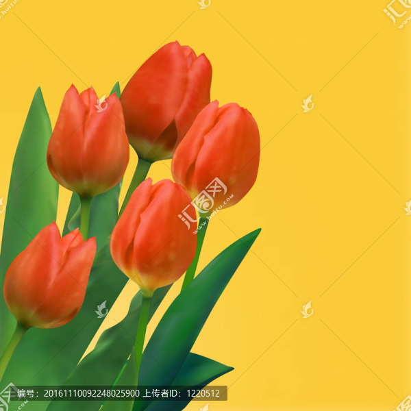 郁金香花束。