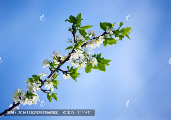 春天的櫻花樹
