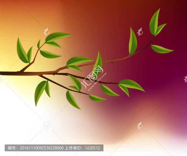 樹的分支