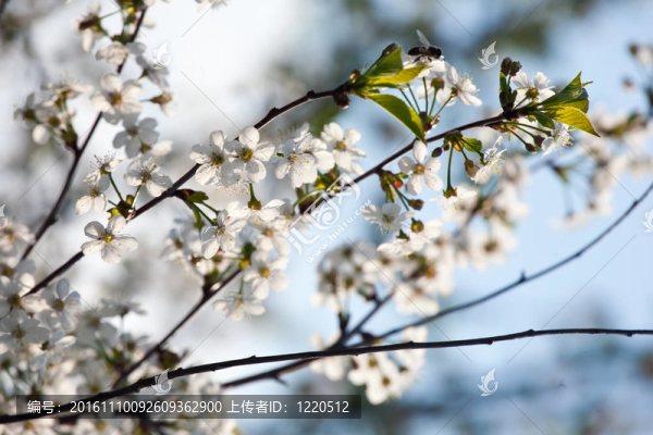 春天的櫻花樹(shù)