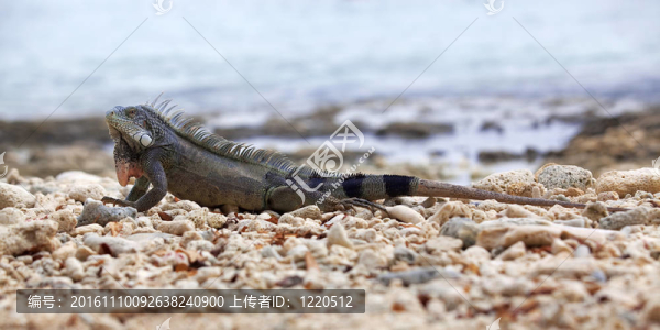 在庫拉索島瑪麗港海灘鬣蜥