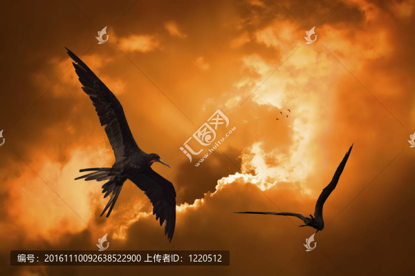 鳥在日落在庫拉索島