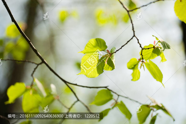 春天的菩提樹的葉子
