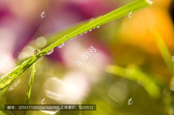 清晨的露珠-匯圖網(wǎng) www.fosd68.com 清晨的露珠