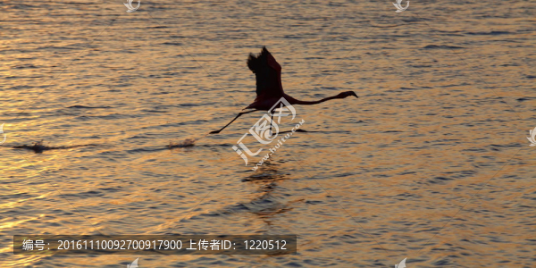 火烈鳥在湖gotomeer起飛；博內(nèi)爾島