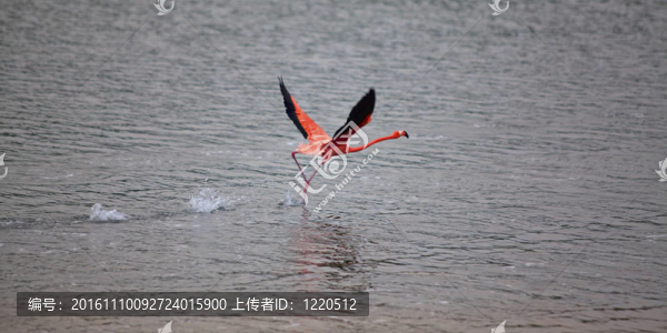 火烈鳥在湖gotomeer起飛；博內(nèi)爾島