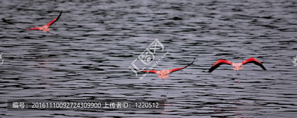 火烈鳥在湖gotomeer起飛；博內(nèi)爾島