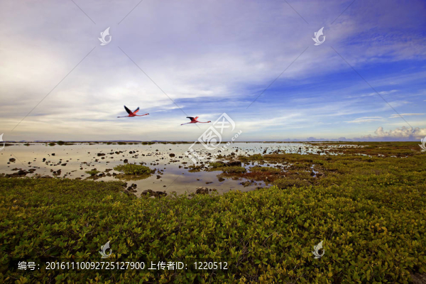 火烈鳥飛過的bonaires南海岸的美麗的湖