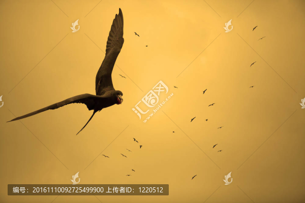 夕陽(yáng)中的鳥(niǎo)兒