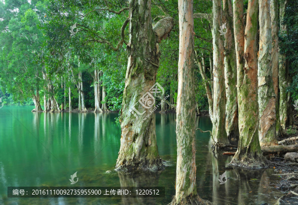 湖樹(shù)