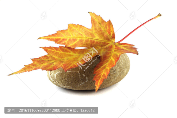 石上的紅葉