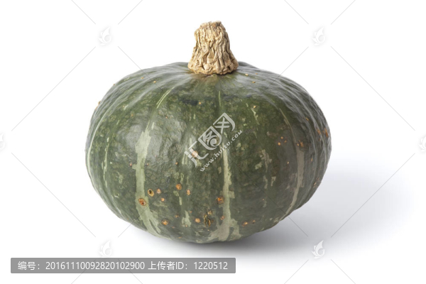 全單綠色南瓜
