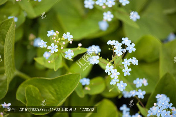或我不花