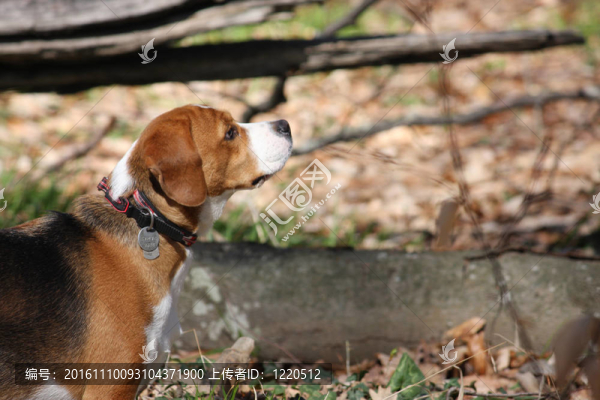 在森林里打獵