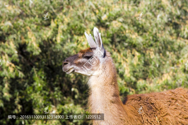 原駝（Lama,guanicoe）