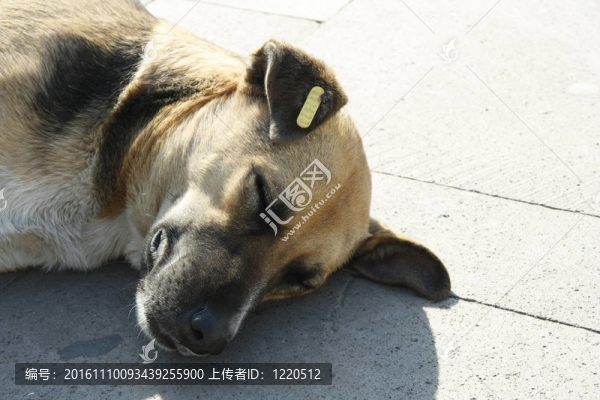 無家可歸的狗