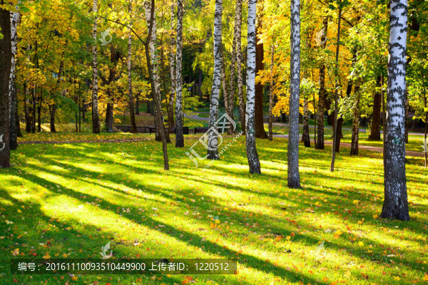 美麗的秋季景觀在樺木陽(yáng)光和陰影