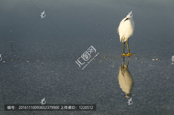 雪鷺反射
