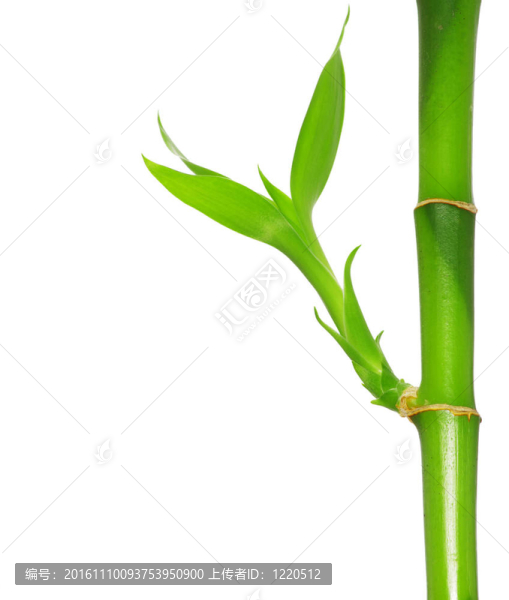 綠色的竹子