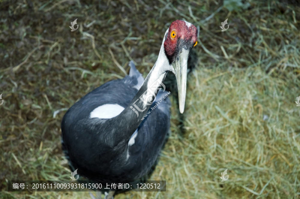 White,naped,Crane（白枕鶴）