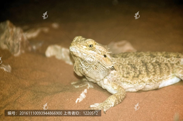 內(nèi)陸鬃獅蜥