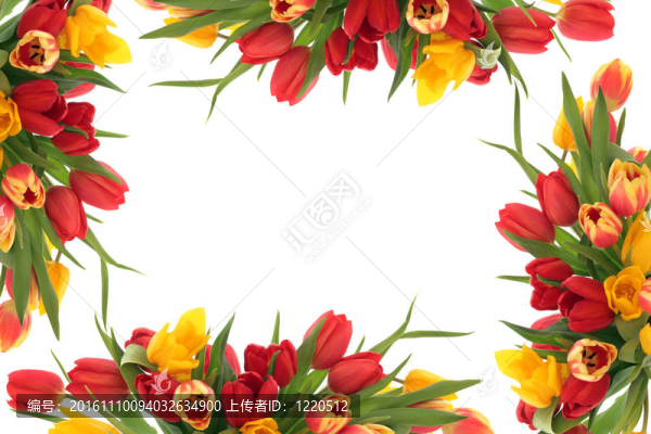 郁金香花壇