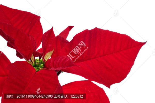 一品紅