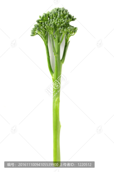 布羅科利尼