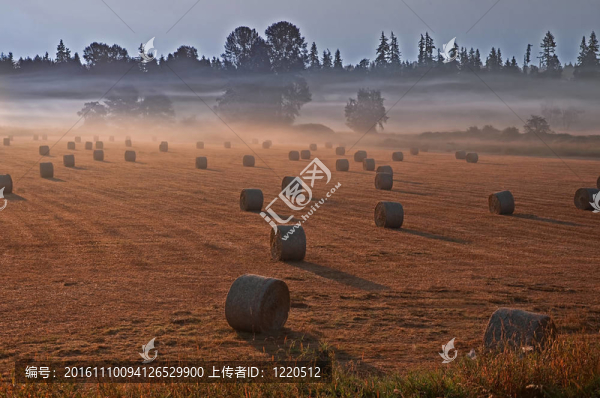 在霧蒙蒙的早晨，草地