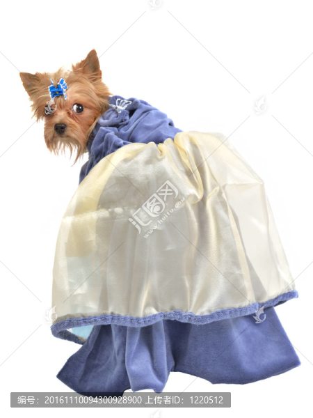 優(yōu)雅的狗與藍色老式服裝