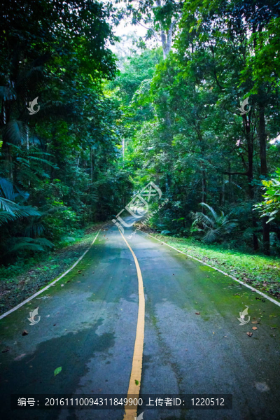 樹林中的小路