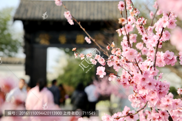 合肥植物園櫻花