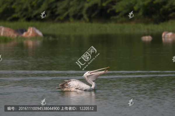 斑嘴鵜鶘