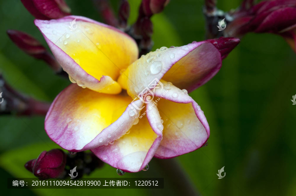 素馨花的季節(jié)雨濕