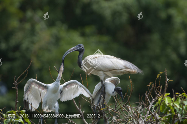 黑頭朱鷺