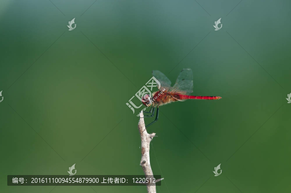 紅蜻蜓